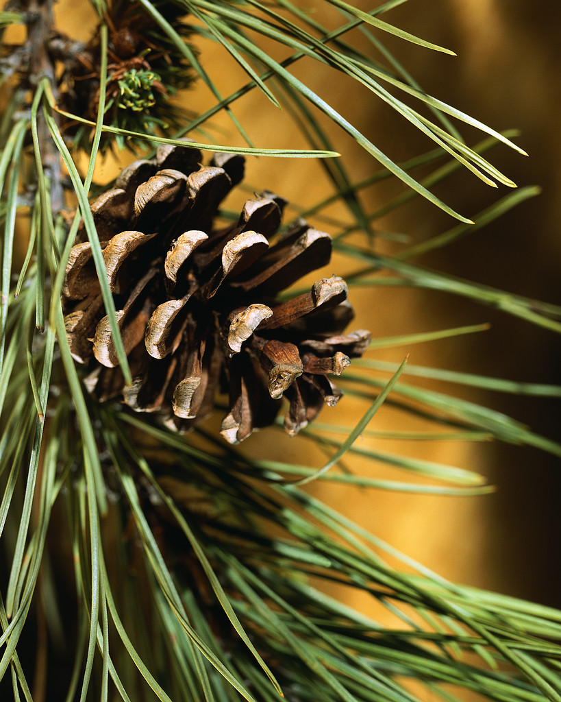 Pine Cone and Needles Pine Cone and Needles